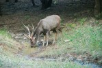 Sambar indický (Rusa unicolor) v národním parku Ranthambore, Indie. Foto J. Pluháček