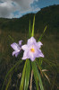 Vellozia subscabra v pohoří Sv. Josefa (São José), stát Minas Gerais, jihovýchod Brazílie. Foto R. J. V. Alves