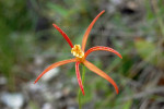 Nevýrazně zygomorfní květ Barbacenia arachnoidea, tedy s jednou osou souměrnosti. Tocantins, červen 2006. Foto R. J. V. Alves