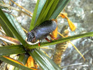 Mrtvá nymfa švába a množství drobného hmyzu uvězněného v pryskyřičné listové růžici Vellozia aff. subscabra (velozie blízké V. subscabra). Pohoří Ouro Grosso, Minas Gerais, červenec 2016. Foto R. J. V. Alves