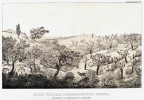První krajinu s dominancí velozií (Vellozia) nakreslil Johann Moritz Rugendas (1802–1858) v letech 1821–25. Vallis velloziis arborescentibus consita: In Morro do Gravier prov. Minarum. Publikoval ji Ignatz Urban až v r. 1906. Podobná vegetace je k vidění již pouze vzácně, např. v brazilském pohoří Ouro Branco, jehož je vyobrazená krajina součástí. Foto R. J. V. Alves