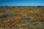 Kromě orchidejí je hvězdnicovitá Gorteria diffusa jedinou rostlinou  vytvářející šálivé květy, resp. květenství. Úbory opylují samečci rodu Megapalpus (dvoukřídlí – Diptera), které  lákají černé skvrny na květech  připomínající sedící samičky.  Foto J. Suda a R. Sudová