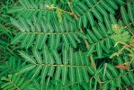 Citlivka (Mimosa sp.)  na přirozené lokalitě ve Venezuele – list před dotykem. Foto A. Pavlovič
