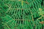 Citlivka (Mimosa sp.)  na přirozené lokalitě ve Venezuele – list po dotyku. Foto A. Pavlovič