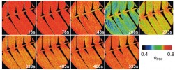 Fotosyntetická odpověď na popálení a tvorbu variačního potenciálu v citlivce stydlivé (M. pudica) – způsob vizualizace a bližší popis viz obr. 4. Popálení bylo aplikováno v čase t = 100 s na vrcholu listu, jehož zafixovaná báze je zde  zobrazená. Podle A. Pavloviče (2012)