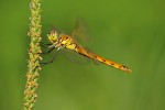 Vážka rumělková (Sympetrum depressiusculum), juvenilní samice. Charakteristickými znaky obou pohlaví jsou párové černé skvrny na bocích zadečku (díky jeho zploštění dobře viditelné i při pohledu svrchu), velmi hustá žilnatina křídel,  zřetelně rozšířený zadeček a zcela černé nohy. Jde o zranitelný druh s vysokým rizikem vymizení z volné přírody.  Tato vážka je specializována na dočasně  vysychající vodní biotopy a má specifické nároky i na suchozemské prostředí. Foto M. Hykel