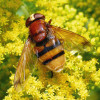 Samice pestřenky sršňové (Volucella zonaria, VU). Druh je silně stěhovavý a v Sovinecku je největším zástupcem čeledi pestřenkovití (Syrphidae), se zjištěným rozpětím křídel 41 mm a hmotností 0,3 g. Dlouhá Loučka, 14. srpna 2019. Foto M. Král