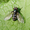 Samec pestřenky Portevinia maculata (VU). Stránské, 26. května 2019. Foto M. Král