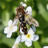 Samec pestřenky Anasimyia contracta (VU). Saprofágní larvy se vyvíjejí v ponořené odumřelé biomase orobinců (Typha). Dospělci se nacházeli v bylinné vegetaci v litorálu i na břehu rybníka. Dlouhá Loučka, 24. srpna 2020. Foto M. Král