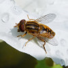 Samec pestřenky Parhelophilus versicolor (VU). Ekologie larev i nálezy a chování dospělců jsou stejné jako u druhu Anasimyia contracta. Dlouhá Loučka, 13. července 2019. Foto M. Král