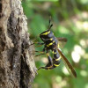 Samec pestřenky Sphiximorpha subsessilis, v červeném seznamu hodnocené jako ohrožený druh (EN). Larvy jsou saproxylické. Všechny dospělce jsem našel u výronu exudátu na poraněných kmenech jilmu vazu (Ulmus laevis). V těchto mikrobiotopech jsem pozoroval i kopulaci párů a kladení vajíček. Sovinecko, Dlouhá Loučka, 20. června 2021. Foto M. Král