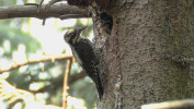 Datlík tříprstý (Picoides tridactylus) – vzácný druh horských smrkových lesů. Foto E. Gombala