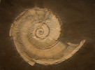 Lytoceras trautscholdi (Lytoceratidae). Amoniti byli nejpočetnější skupinou hlavonožců v období mezozoika. Prodělali několik krizí a dílčích vymírání. Fatální se pro ně stala hranice křída/paleogén (K/Pg), krátce po ní vyhynuli, pravděpodobně v důsledku acidifikace světového oceánu. Spodní jura, 180 milionů let, Holzmaden, Německo. Foto M. Košťák