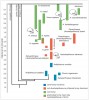 Zjednodušené evoluční schéma znázorňující fylogenetické vztahy druhů homininů a recentních lidoopů. Orig. M. Chumchalová, upraveno podle různých zdrojů