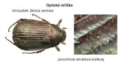 Na vzniku strukturálního zbarvení se může podílet také optická mřížka – jako např. u chroustka druhu Serica sericea, jehož starší název hedvábitec dokonale vystihuje optické vlastnosti kutikuly. Foto J. Vlach