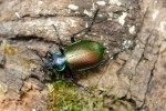 Krajník pižmový (Calosoma syco­phanta), který se vyznačuje učebnicovým iridescentním zbarvením, patří mezi nejkrásnější zástupce našeho hmyzu. Foto P. Šípek