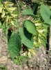 Habr kavkazský (Carpinus caucasica), dominanta lesů nižších poloh hor Kolchidy. Foto P. Novák