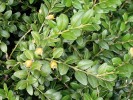 Význačným endemitem Kolchidy je stálezelený keř zimostráz kolchidský (Buxus colchica). Foto P. Novák