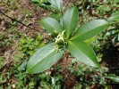 Pravidelnou součástí lesního podrostu je lýkovec pontický (Daphne pontica). Foto P. Novák