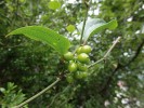 Přestup Smilax excelsa roste jako stálezelená liána hojně v celé Kolchidě. Foto P. Novák