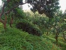 Interiér citrusového sadu s keři čajovníku čínského (Camellia sinensis) v přímořském městečku Gonio. Foto P. Novák