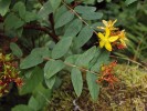 V kolchidských lesích se často vyskytuje poloopadavá dřevnatá třezalka Hypericum xylosteifolium. Foto P. Novák