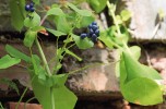 Popínavé rdesno Polygonum perfoliatum – v jižní Kolchidě běžný neofyt. Foto V. Kalníková