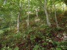 Habřina s podrostem kostřavy horské (Festuca drymeja). Foto P. Novák