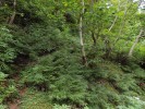 Interiér prameništní svahové olšiny s převahou křídelnice krétské (Pteris cretica), která patří mezi všudypřítomné kapradiny jižní Kolchidy. Foto P. Novák