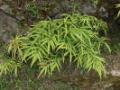 Křídelnice krétská (Pteris cretica) patří mezi všudypřítomné kapradiny jižní Kolchidy. Foto P. Novák