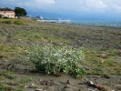 Nezpevněné přímořské duny v letovisku Kobuleti. V popředí máčka přímořská (Eryngium maritimum). Foto P. Novák