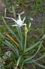 Lír přímořský (Pancratium maritimum) je letní ozdobou kolchidského pobřeží Černého moře. Foto K. Chytrý