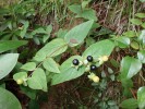 V kolchidských lesích se často vyskytuje poloopadavá dřevnatá třezalka Hypericum xylosteifolium. Foto P. Novák