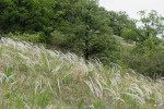 Přírodní rezervace Milovická stráň hostí společenstva typická pro sprašové stepi, včetně porostů kavylů (Stipa spp.) a hlaváčku jarního (Adonis vernalis)  a na ně vázané teplomilné druhy hmyzu. Foto P. Šípek