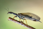 V květnu je možné narazit na dospělé dlouhošíjky (Raphidioptera). Samice tohoto řádu hmyzu se vyznačují  dlouhým kladélkem. Foto P. Šípek