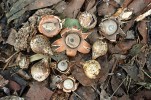 Hvězdovka lahvicovitá (Geastrum lageniforme) – mladé zavřené plodnice se otevírají v horní části praskáním. Vznikají tak jednotlivé cípy, které se rozevírají do plochy, nebo se až stáčejí pod plodnici. Foto P. Zehnálek