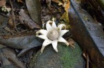 Hvězdovka lahvicovitá (Geastrum lageniforme), široce rozšířený druh s nápadně protaženými mladými plodnicemi – od podobných druhů se odlišuje podélným rozpraskáváním vnější vrstvy exoperidie (vnějšího obalu  plodnice) a mikroskopickými znaky. Foto P. Zehnálek
