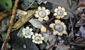 Hvězdovka vakovitá (Geastrum saccatum) připomíná hvězdovku lahvicovitou,  ale na rozdíl od ní její vnější vrstva exoperidie podélně nerozpraskává. Na základě  molekulárních dat  byl tento druh shledán jako polyfyletický. Zahrnuje tedy více  morfologicky shodných, ale nepříbuzných druhů. Foto P. Zehnálek