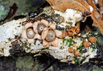 Hvězdovka Schweinitzova (G. schweinitzii) – zralé i nezralé plodnice vyrůstající na spleti hyf (subikulu). Foto P. Zehnálek