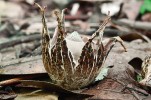 U čerstvě otevřené plodnice hvězdovky lahvicovité (G. lageniforme) jsou dobře viditelné podélné praskliny na vnější vrstvě exoperidie. Foto P. Zehnálek