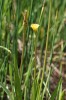 Hadí mord maloúborný (Scorzonera parviflora) kvetoucí. Foto J. Brabec 