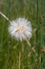 Hadí mord maloúborný (Scorzonera parviflora) semenící. Foto J. Velebil