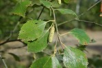 Ukázka druhů slaniskových trávníků a křemelinového štítu: bříza pýřitá (Betula pubescens) patří mezi pionýrské dřeviny křemelinového štítu. Foto J. Brabec 