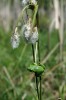 Suchopýr úzkolistý (Eriophorum angustifolium) osídluje zamokřená místa křemelinového štítu národní přírodní rezervace Soos zejména v okolí mofet. Na stonku suchopýru rosnička zelená (Hyla arborea). Foto J. Brabec