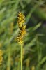Ostřice Otrubova (Carex otrubae). Foto J. Velebil