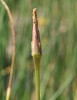 Hadí mord maloúborný (Scorzonera parviflora) odkvetlý. Foto J. Velebil