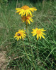 Prha arnika (Arnica montana) se stále ještě vyskytuje ve větším množství na zamokřených a vysýchavých loukách v okrajových částech NPR Soos. Foto J. Brabec