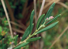 Nakvétající kyhanka sivolistá (Andromeda polifolia) v tzv. Blatkovém rašeliništi jihozápadně osady Kateřina. Foto R. Cibulka