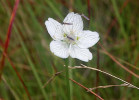 Květ tolije bahenní (Parnassia palustris) v rašeliništi na okraji křemelinového štítu jižně osady Kateřina. Foto J. Brabec