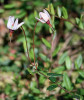Klikva bahenní (Vaccinium oxycoc­cos) v rašelinném boru jihozápadně osady Kateřina. Foto J. Brabec